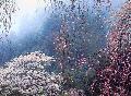 Some beautiful landscapes of Japan