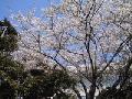 Enoshima and Tokyo by Olivier